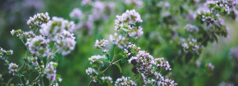 Čudesna moć divljeg origana: Zašto se ulje divljeg origana smatra najboljim prirodnim antibiotikom