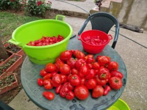 recept-paradajz-kuvanje